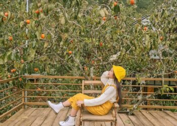 Một mùa hồng lại đến rồiMùa hồng giòn bắt đầu là từ cuối tháng 7 đến 9 hàng năm….