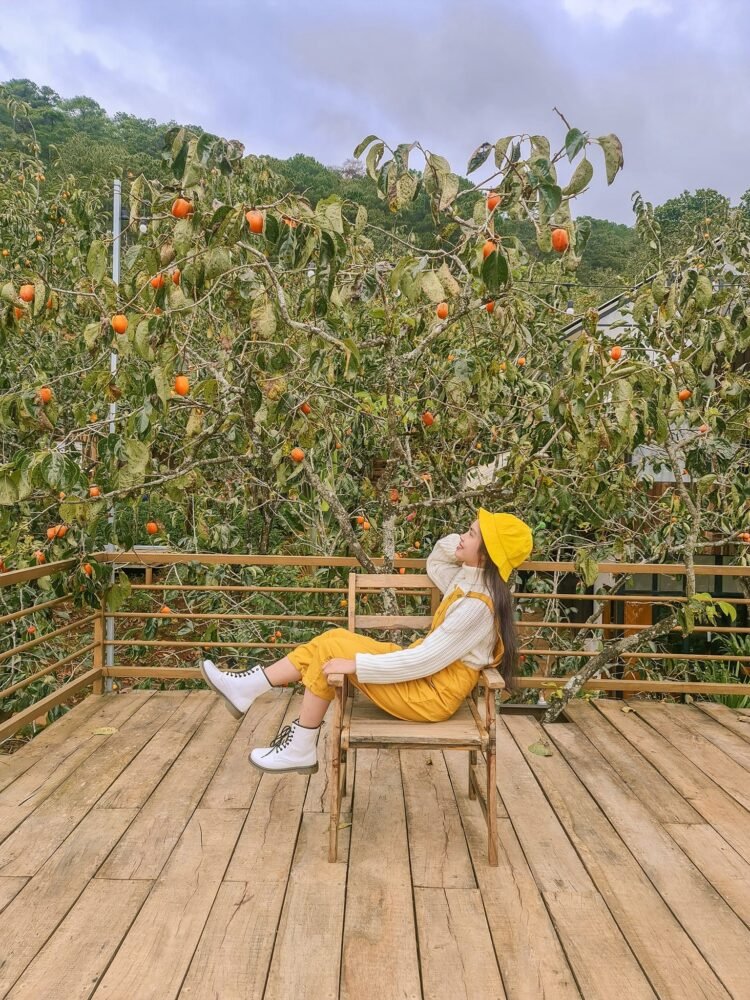 Một mùa hồng lại đến rồiMùa hồng giòn bắt đầu là từ cuối tháng 7 đến 9 hàng năm….