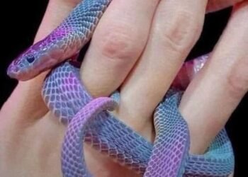 Thấy rắn  nghĩa là thấy Tài Lộc Bỏ qua = xui xẻo cả năm