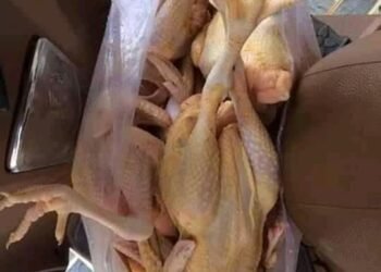 NHÀ MÌNH ĐANG NUÔI GÀ TA THẢ VƯỜN, ĂN CƠM ĂN CÁM, THỊT DAI KHÔNG BỞ, BÁN MẤY NĂM...