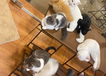 Uống Cà fê chơi cùng “quàng thượng”
- - -
Cuối tuần bạn không biết đi đâu giải ...