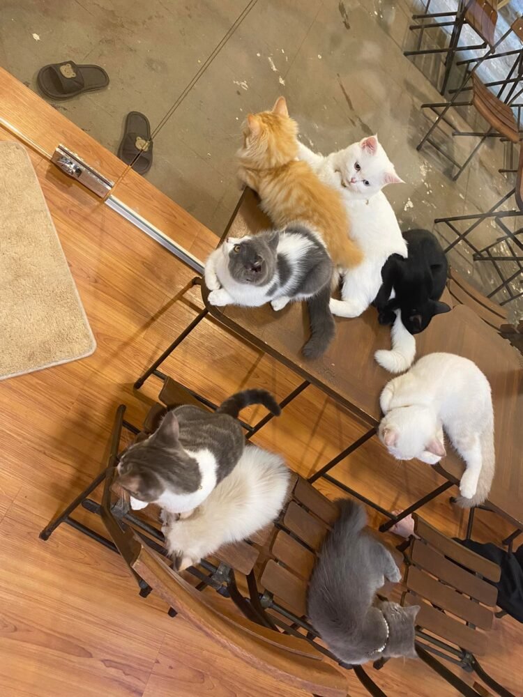 Uống Cà fê chơi cùng “quàng thượng”
- - -
Cuối tuần bạn không biết đi đâu giải ...