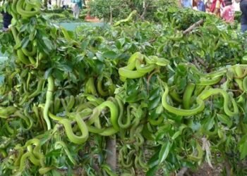 [ "TRẠI RẮN ĐỒNG TÂM TIỀN GIANG" - điểm đến cho bạn nào yêu "bé Na ] 
 Cách Sài ...