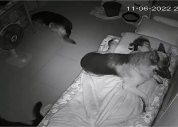 Tối ngủ bị bóng đè, sáng dậy xem cam muốn rớt nước mắt