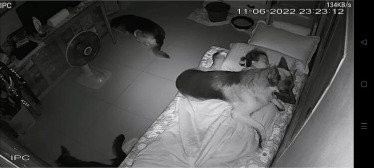 Tối ngủ bị bóng đè, sáng dậy xem cam muốn rớt nước mắt