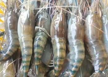 Hàng nhà e bao ăn bao tươi cho cả nhà,nhanh tay ib hoặc gọi 0908506203 giao hàng...