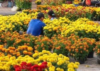 Nhanh thật ! Chỉ còn 109 ngày nữa thôi là đến Tết 2023 rồi