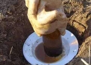 Nay thèm gÀ nướng
 Nên làm gà nướng ăn 
 Mà s lạ quá