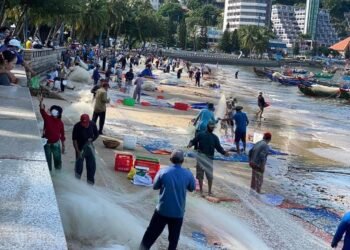 Vũng Tàu vào mùa cá Mai.
 Làm gỏi, chiên giòn... hết nước chấm.
 Tram Pham