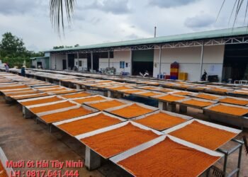 MUỐI ỚT HẢI TÂY NINH 
TUYỂN SỈ TRÊN CẢ NƯỚC 
Hơn 40 loại mặt hàng muối tôm đặc ...