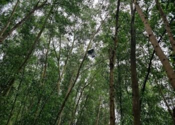 Nghe nói ở củ chi. Mọi người có biết vụ gì không ạ