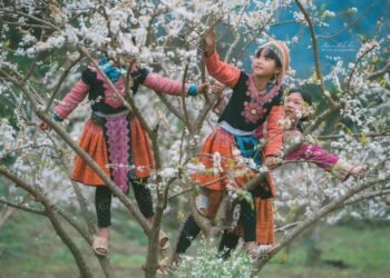 Mộc Châu sắp bước vào những ngày của mùa hoa Mận bung nở    Ảnh đẹp của anh Mạnh...