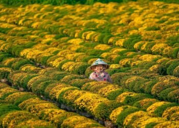 Làng hoa Sa Đéc rực rỡ sắc Xuân  

Năm nào cũng vậy, những ngày cận Tết thì nơi...