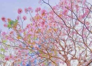 Hoa kèn hồng ở Landmark81 nở rộ tạo nên khung cảnh như trong phim Hàn Quốc.
 Lựa...