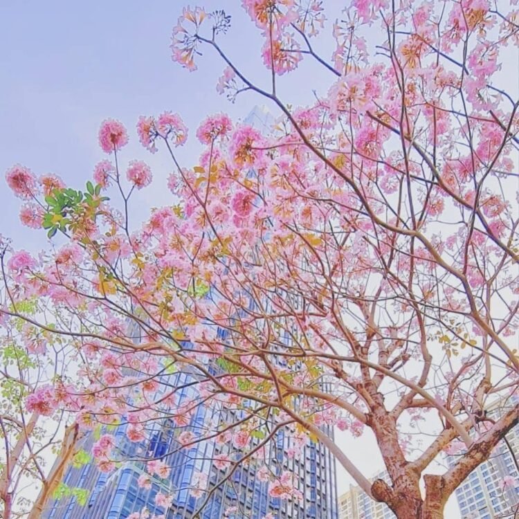 Hoa kèn hồng ở Landmark81 nở rộ tạo nên khung cảnh như trong phim Hàn Quốc.
 Lựa...