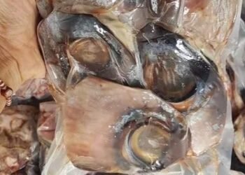 Mắt cá ngừ Đại Dương 

Giá bán : Bịch 1 Kg  #130k

Mắt cá ngừ đại dương là món đ...