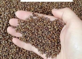 Hạt Muồng núi dành cho những ai mất ngủ 
 uống ngon rất thơm k đắng
Công dụng củ...