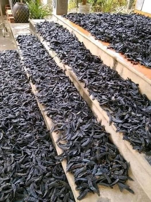 Bồ kết khô 1kg em miễn phí ship
Bồ kết xông nhà cho thơm, tẩy mùi ẩm mốc và ...