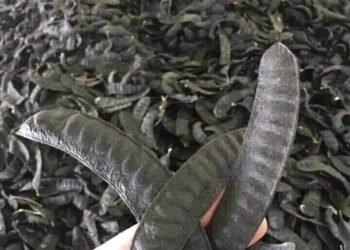 Bồ kết khô 1kg em miễn phí ship
 Bồ kết xông nhà cho thơm, tẩy mùi ẩm mốc và mùi...