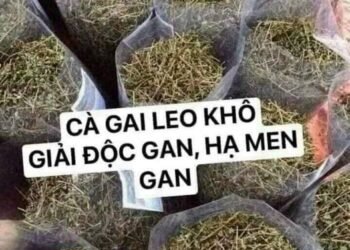 . Cà gai leo phơi khô sạch sẽ ak
Vào mùa thu hoạch rồi. Mỗi người mua 1kg ủng hộ...