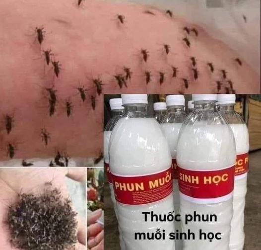 THUỐC PHUN MUỖI SINH HỌC CỦA BỆNH VIỆN
Ai ko tin thì pha vào nước lau nhà thử sẽ...