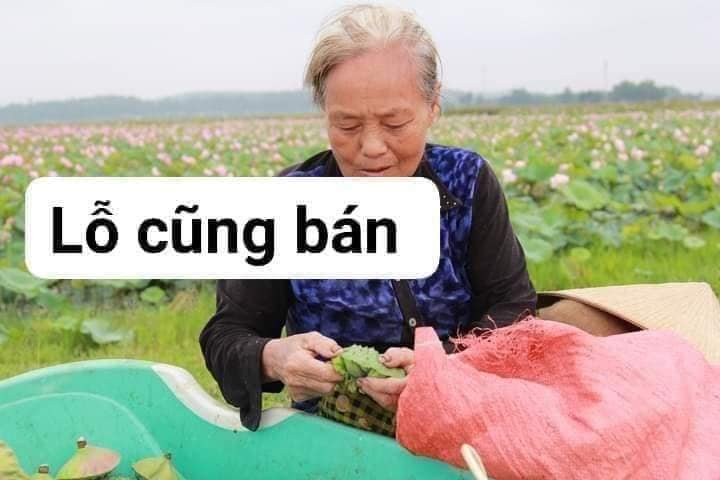 GIÁ HẠ NHIỆT
Hạt Sen khôvào vụ ,trúng quá trời đài,hái lột bán ko kịp luôn khác...