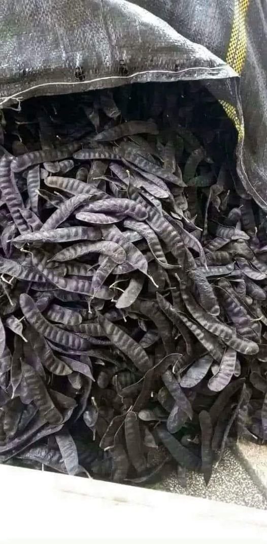 Bồ kết khô
Bồ kết xông nhà cho thơm,
180k 1ký miễn ship
tẩy mùi ẩm mốc và ...