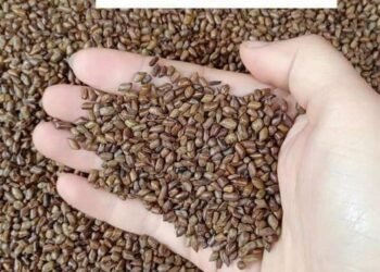 Hạt Muồng núi dành cho những ai mất ngủ 
 uống ngon rất thơm k đắng
Công dụng củ...