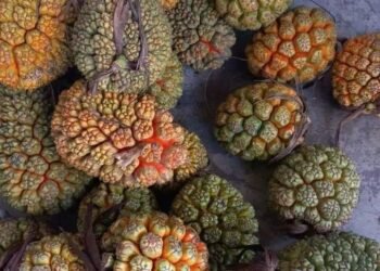 DỨA DẠI RỪNG
 Quả dứa rừng khắc tinh của sỏi thận.  - Trị sỏi thận, sỏi bàng qua...