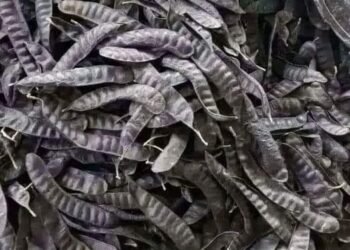 Nhà em phơi được ít bồ kết khô,ai cần không ạ
Bồ kết xông nhà cho thơm,
1ký miễn...