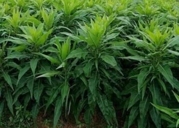 #HBXM_NC_1073

CÂY BỒ CÔNG ANH đun nước uống tiêu u tuyến giáp, u tuyến tiền liệ...