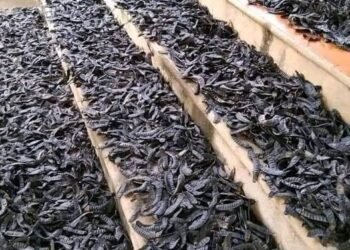 Nhà em phơi được ít bồ kết khô,ai cần không ạ
Bồ kết xông nhà cho thơm,
1ký miễn...