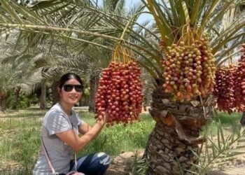 Chà là siêu ngon
 Lâu lâu mới về 1 lần .
 Giá rẻ lắm luôn cả nhà ơi .
 Tranh thủ...