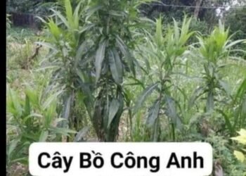 CÂY BỒ CÔNG ANH đun nước uống tiêu u tuyến giáp, u tuyến tiền liệt và các khối u...