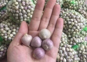 Cả nhà mỗi người ủng hộ em ít cân với ak .
 Tỏi cô đơn la phù đã vào mùa.
 Giá r...