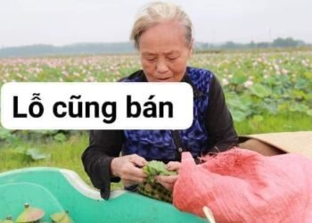 #HBXM_NC_1073
GIÁ HẠ NHIỆT 
Hạt Sen khôvào vụ ,trúng quá trời đài,hái lột bán ko...