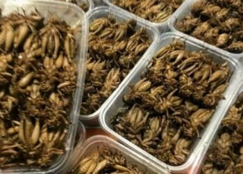 Dế cơm sỉ lẻ hàng loại 1