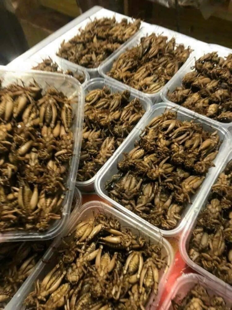 Dế cơm sỉ lẻ hàng loại 1