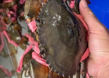 VỰA CUA TRUNG CHUYÊN BÁN VÀ CHẾ BIẾN TẤT CẢ CÁC MÓN VỀ CUA

PHỤC VỤ 24/24

CUA T...