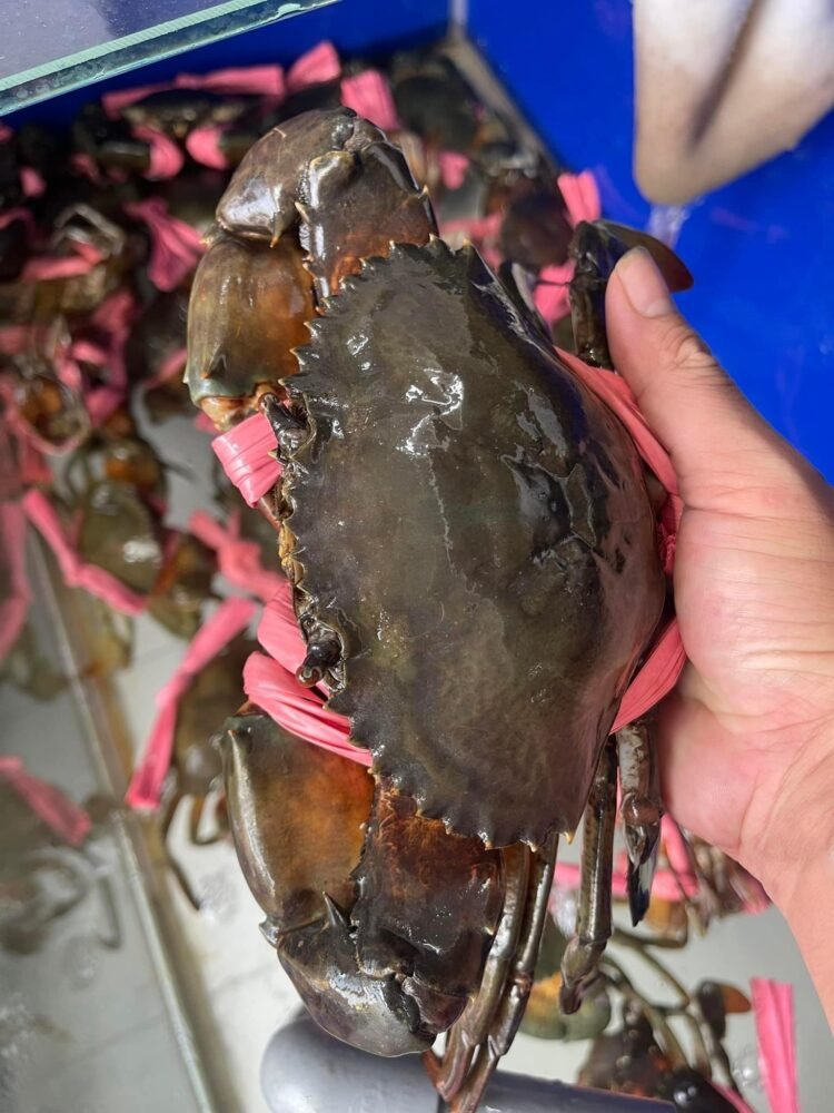 VỰA CUA TRUNG CHUYÊN BÁN VÀ CHẾ BIẾN TẤT CẢ CÁC MÓN VỀ CUA
PHỤC VỤ 24/24
CUA T...