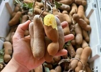 Me dốt ù Thái Lan l2em về đầy đủ rồi ạ lên đơn em ship liền cho ạ #90k/1kg, 50k/...