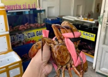 VỰA CUA TRUNG BÁN VÀ CHẾ BIẾN PHỤC VỤ KHÁCH HÀNG 24/24

CUA THỊT 5-6 CON 1KG/#19...