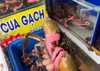 BẢNG GIÁ CUA ĐẦU TUẦN 11/12 BÊN EM

PHỤC VỤ 24/24

CUA THỊT 5 CON 1KG/#180k

CUA...