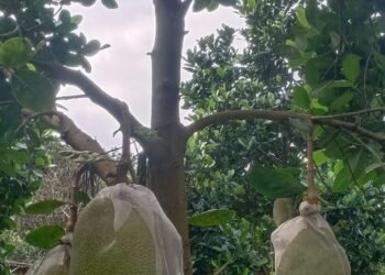 A/D duyệt bài hộ e với ạ
Freeship freeship freeship khi mua từ 2 quả nha nha 
1&...