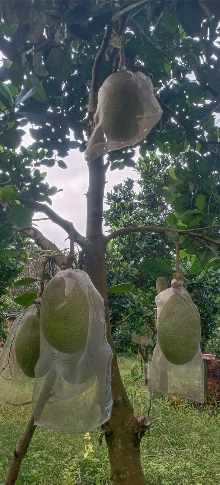 A/D duyệt bài hộ e với ạ
Freeship freeship freeship khi mua từ 2 quả nha nha 
1&...