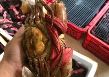 BÊN EM CÓ BÁN TẤT CẢ CÁC LOẠI CUA VÀ NHẬN CHẾ BIẾN CÁC MÓN CHO KHÁCH

PHỤC VỤ 24...