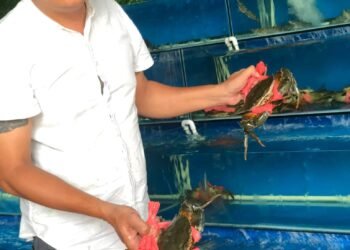 CHUYÊN BÁN CUA SỐNG VÀ CUA CHẾ BIẾN 

PHỤC VỤ 24/24

CUA THỊT 5 CON 1KG/#180k

C...