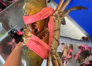 CUA SỐNG CUA CHẾ BIẾN CÁC MÓN 

CUA THỊT 5 CON 1KG/#180k

CUA THỊT 4 CON 1KG/#28...