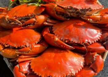 VỰA CUA TRUNG PHỤC VỤ 24-24

CUA THỊT 5 CON 1KG/#180k

CUA THỊT 4 CON 1KG/#280k
...