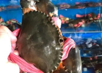 CHUYÊN BÁN TẤT CẢ CÁC LOẠI CUA

NHẬN CHẾ BIẾN CÁC MÓN CHO KHÁCH 

CUA THỊT 5 CON...